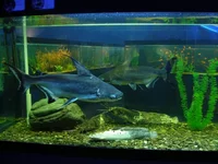 okean_4.webp