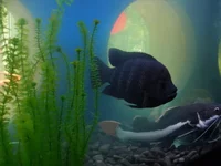 okean_5.webp