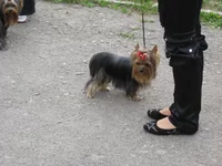  042.webp