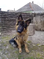 IMG-4f3890b5c3fe08f5c8bb03c9ab44c2c1-V.webp
