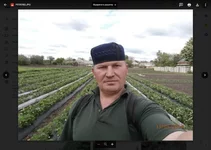 Клубника грядки.jpg