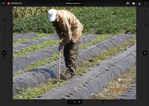 .webp