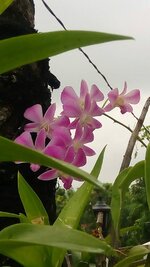 Orchids.jpg