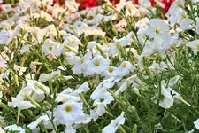IMG_7558.jpg