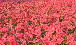 IMG_7557.webp