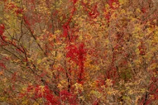 IMG_8004.webp