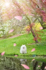 spring-1.webp