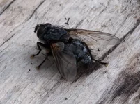 r-4142.webp
