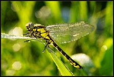 DSC33342si.jpg