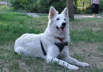  лежать.webp