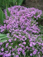 IMG_1370s.webp