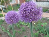 IMG_1360s.webp