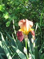 IMG_1384s.webp