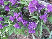 IMG_1336s.webp