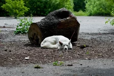 may2010_pss_web-29.webp