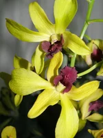 P4200645.webp