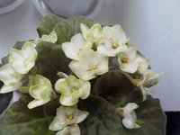 emerald love (2).webp