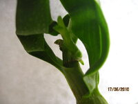 IMG_0991.jpg