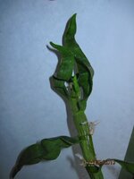 IMG_0992.jpg