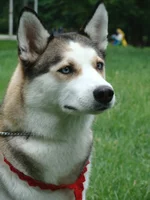 4446.webp