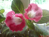 DSC01908.webp