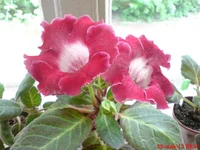 Tigrina Red (Miranda)1.jpg.webp