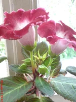 Tigrina Red (Miranda)2.jpg.webp