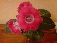 Tigrina Red (Miranda)3.jpg.webp