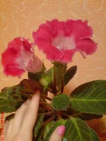 Tigrina Red (Miranda)4.jpg.webp