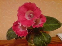 Tigrina Red (Miranda)5.jpg.webp