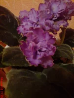 Blue Dragon1.jpg.webp