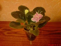 King`s Ransom2.jpg.webp