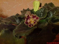  Цветок1.jpg.webp