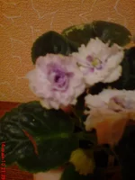 -Снег в Апреле1.jpg.webp