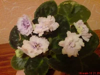-Снег в Апреле.jpg.webp