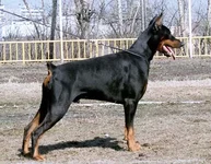 Igor.webp