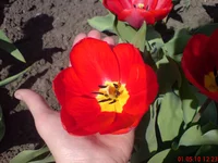 .webp