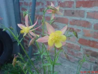 .webp