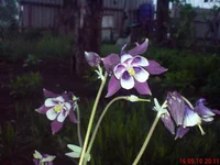 .webp