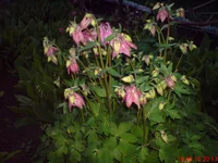 .webp