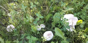 20190518_084034.webp