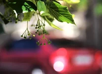  городская.webp