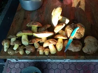 IMG_20190528_061021.webp