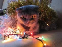 c.webp