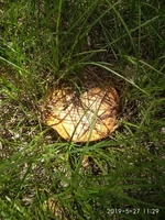 IMG_20190527_112941.webp