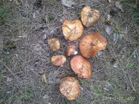IMG_20190527_142744.webp