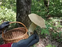 IMG-a2849672f08053d243e133cbbeebe18c-V.webp