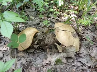 IMG-9c48748d61d4554a4091bb367674ed5c-V.webp