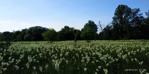 IMG_20190531_173847.webp