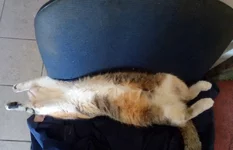 WorkingCat.webp